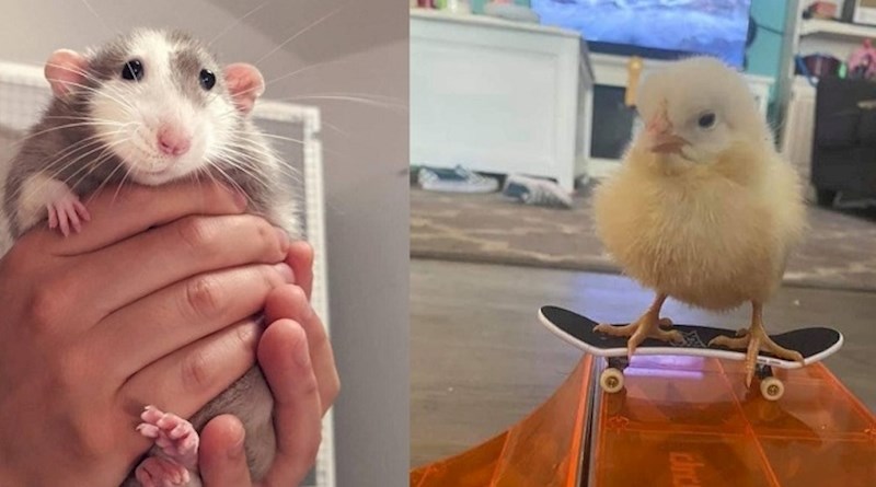 16 neobičnih kućnih ljubimaca koji nisu ništa manje slatki od pasa i mačaka