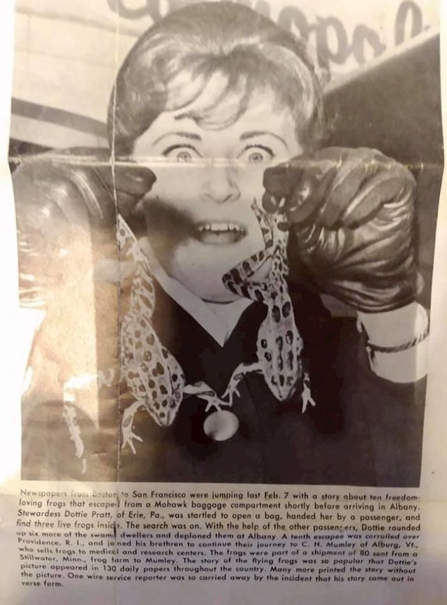 "Moja baka Mimi radila je kao stjuardesa. Ovo je fotka iz novina  kada je kao dvadesetogodišnjakinja hvatala žabe koje su nekome pobjegle iz prtljage"