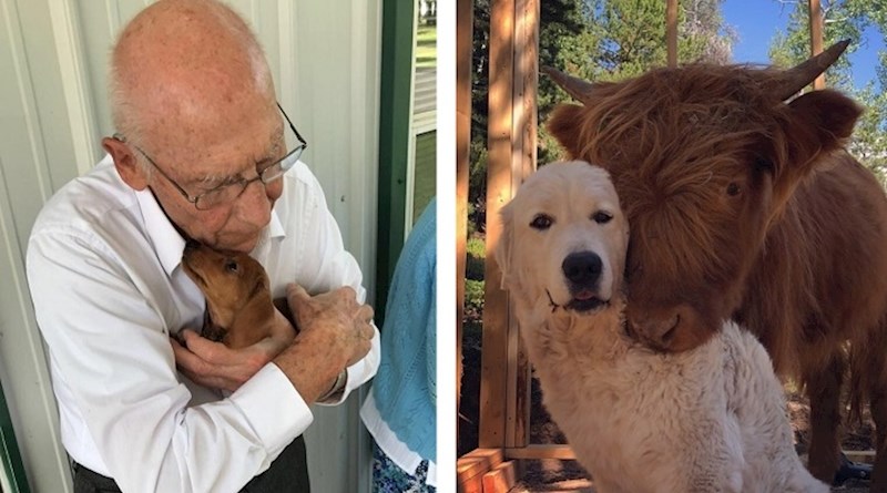 13 fotki koje dokazuju da životinje itekako znaju pružiti ljubav, koja nam svima treba ovih dana