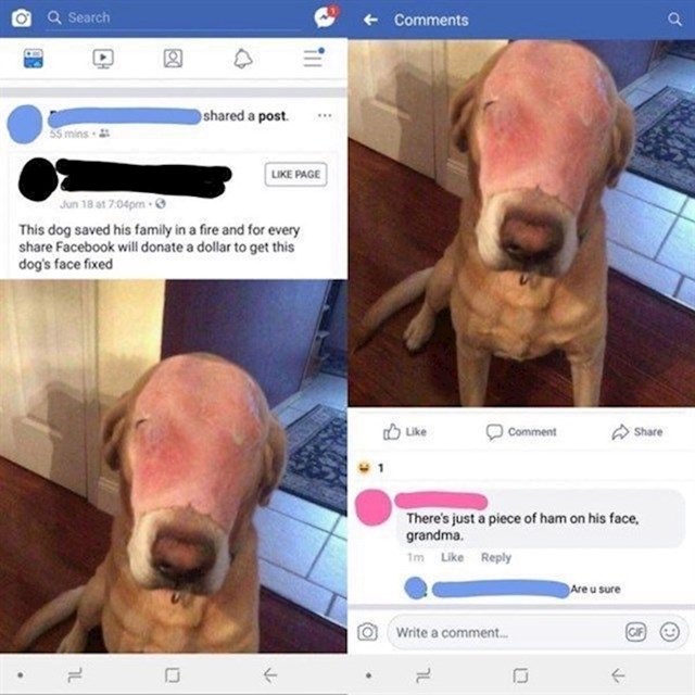 "Ovaj pas stradao je u požaru dok je spašavao svoju obitelj, za svako dijeljenje ovog posta Facebook će donirati dolar za njegovu operaciju"