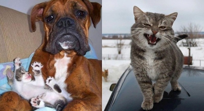 Slatke i smiješne životinje koje će vam sigurno uljepšati dan