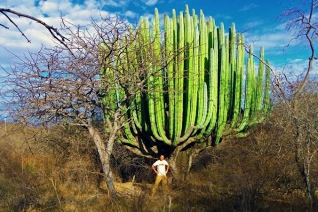 San Pedro kaktus