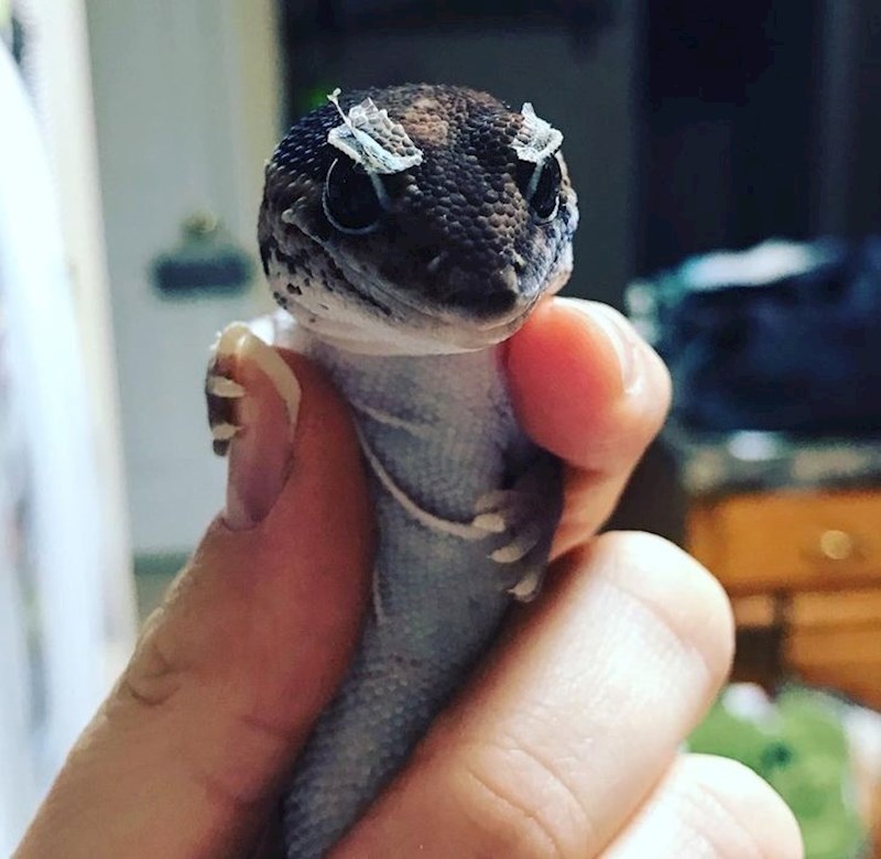 "Iz nekog razloga, mom gušteru je koža otpala na cijelom tijelu, osim na obrvama"