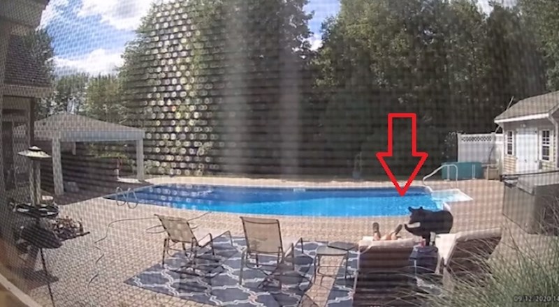 Znatiželjni medvjed došao je u dvorište ovih ljudi i nježno probudio čovjeka koji je spavao