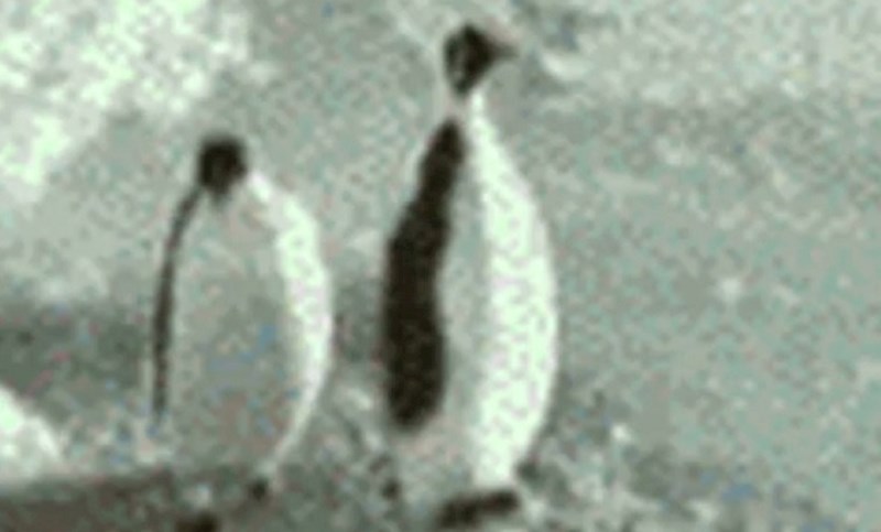 Pingvin je mirno šetao i gledao svoja posla, a onda mu je kolega pokvario dan