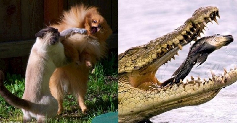 Nevjerojatne fotke ulovljene u savršenom trenutku