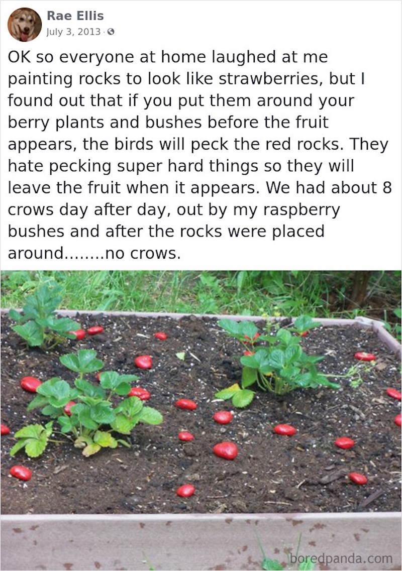 Obojite kamenje u crvenu boju kako bi spriječili ptice da vam pojedu voće. One će brzo odustati kada shvate da je "voće" tvrdo