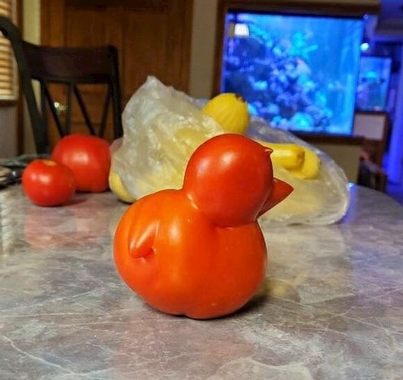 Ova rajčica izgleda kao patkica