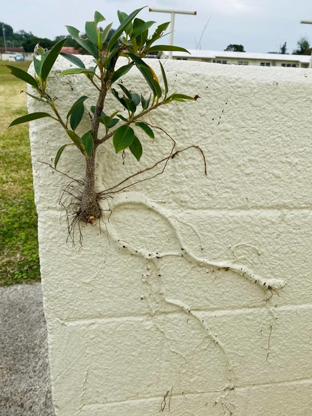 Biljka koja je izrasla na zidu
