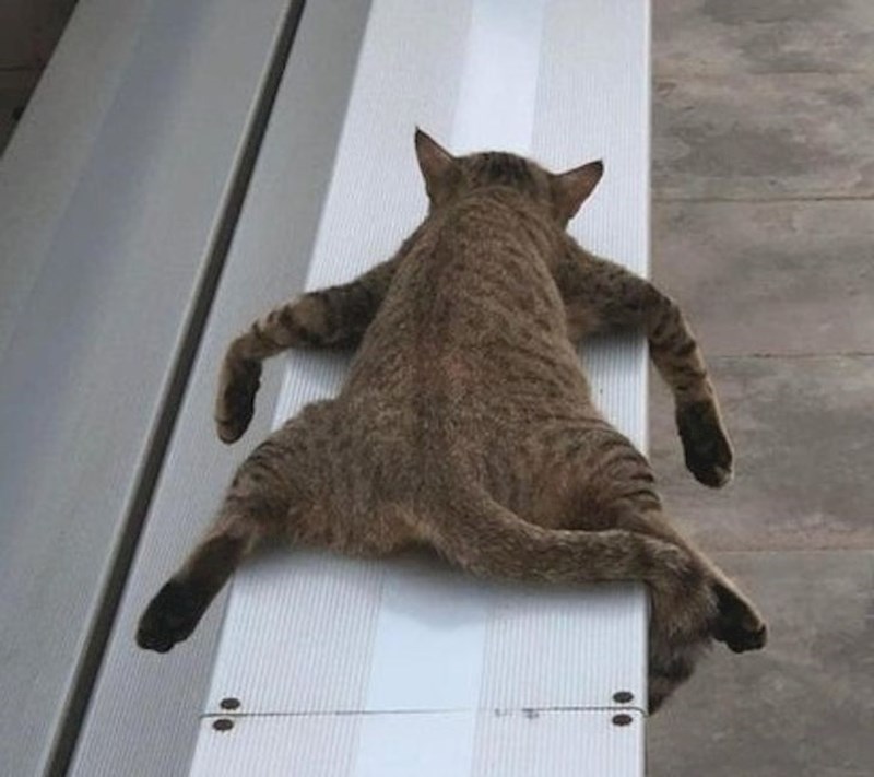 Ovu mačku nije briga kako će ispasti na fotografijama