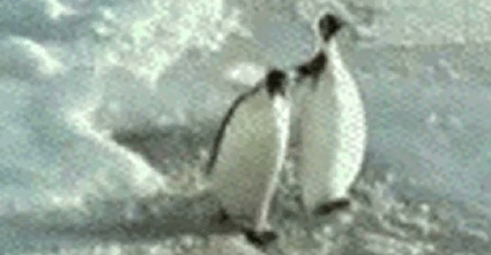 Ova dva pingvina kao da su ispala iz najbolje komedije, koliko smijeha u samo dvije sekunde