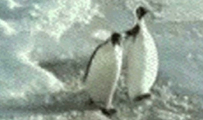 Ova dva pingvina kao da su ispala iz najbolje komedije, koliko smijeha u samo dvije sekunde
