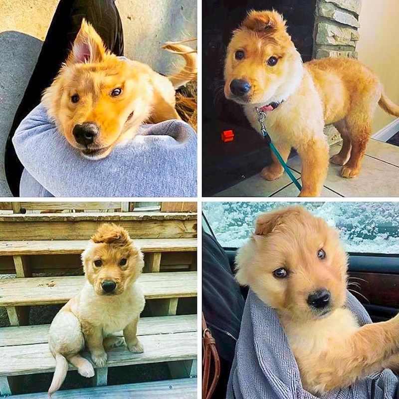 "Ozljeda pri rođenju ostavila je Rei samo jedno uho. Kako je rasla, uho se pomaklo na sredinu njene glave i ona sada izgleda kao jednorog!"