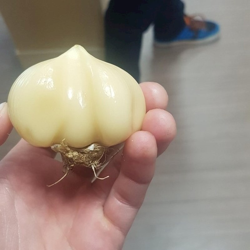 Češnjak sa spojenim režnjevima