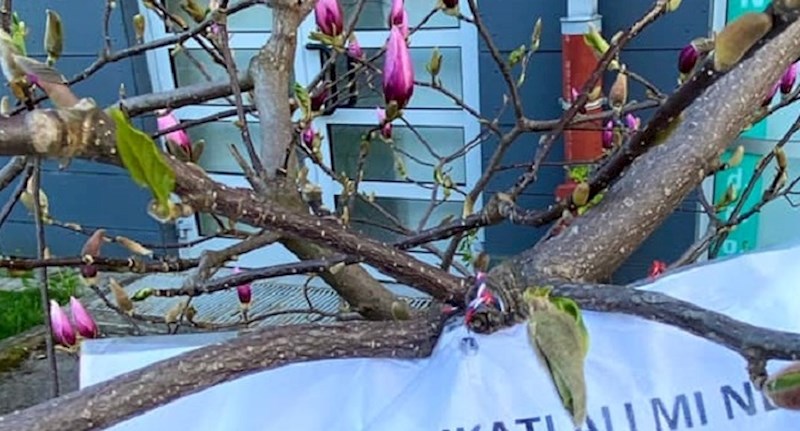 Netko je ostavio poruku na procvjetaloj magnoliji i opomenuo sve nemarne susjede