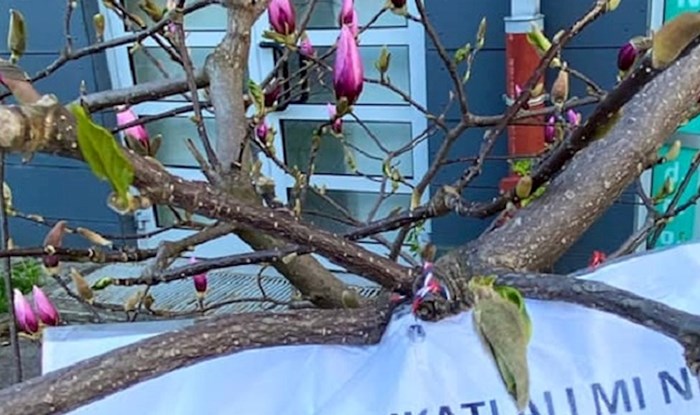 Netko je ostavio poruku na procvjetaloj magnoliji i opomenuo sve nemarne susjede