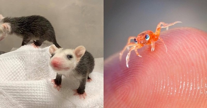 24 beba životinja koje svojom slatkoćom svima mogu razvedriti dan