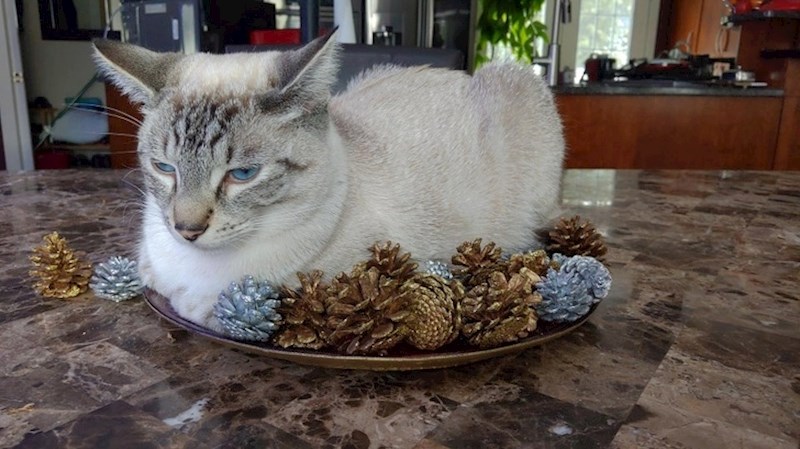 Os svih površina u kući, najviše voli sjesti na ukrasne češere