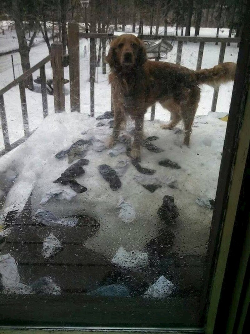 "Nakon što se otopio snijeg, napokon smo otkrili gdje su nestale sve te izgubljene čarape!"