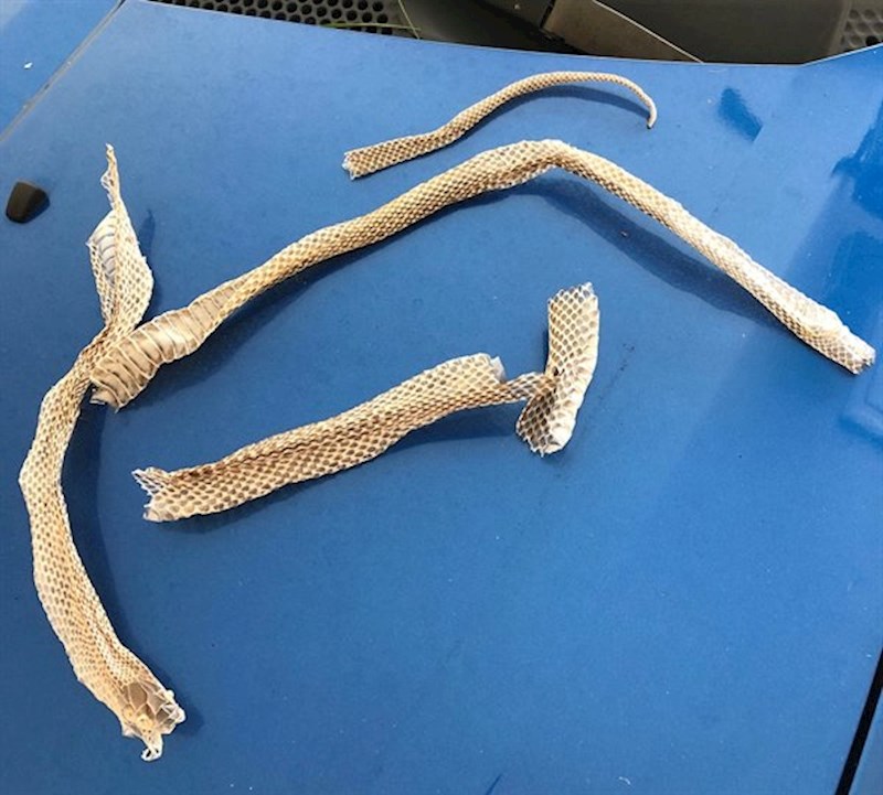 "Ovo sam pronašla ispod našeg kreveta kada sam usisavala"