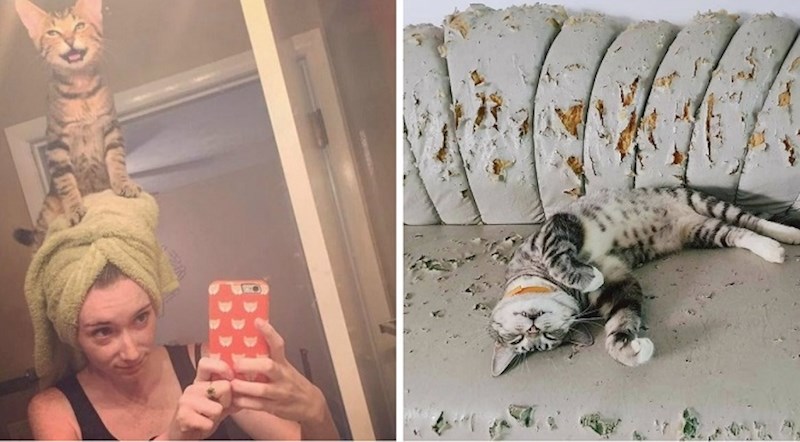 20 mačaka koje znaju tko je šef u kući (nije čovjek)