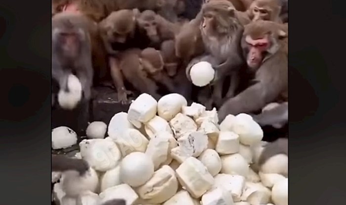 Ovaj video majmuna koji grabe peciva je nešto što morate vidjeti
