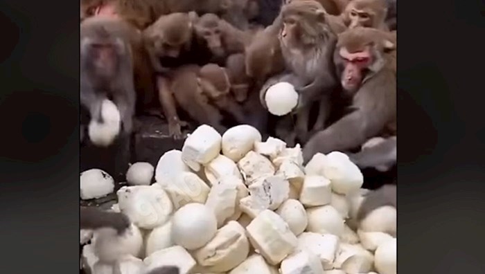 Ovaj video majmuna koji grabe peciva je nešto što morate vidjeti