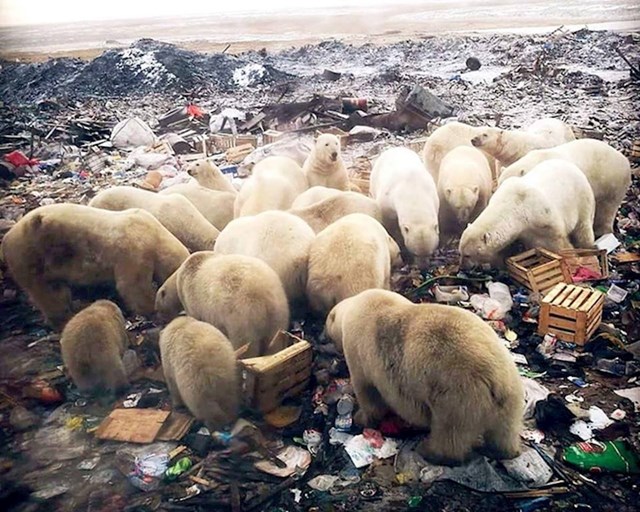 Polarni medvjedi jedu smeće