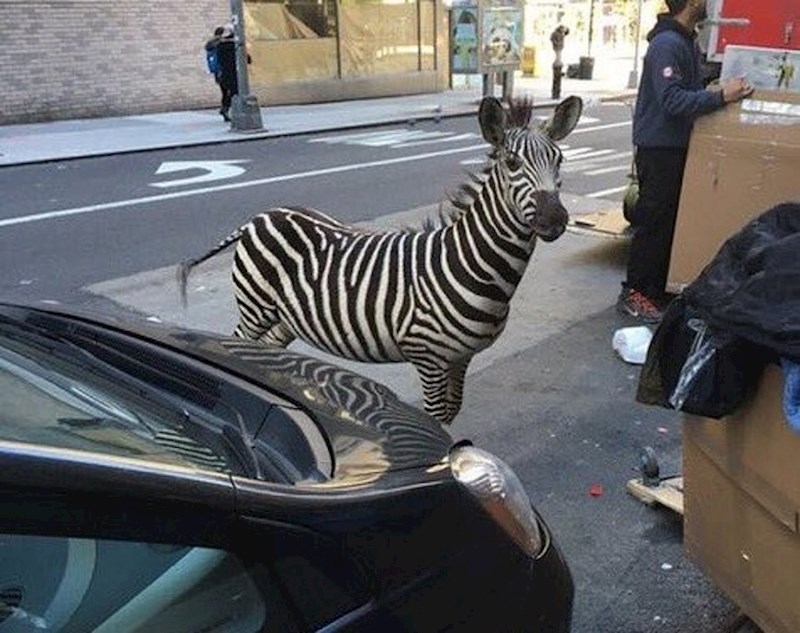 Susret dvije zebre :D