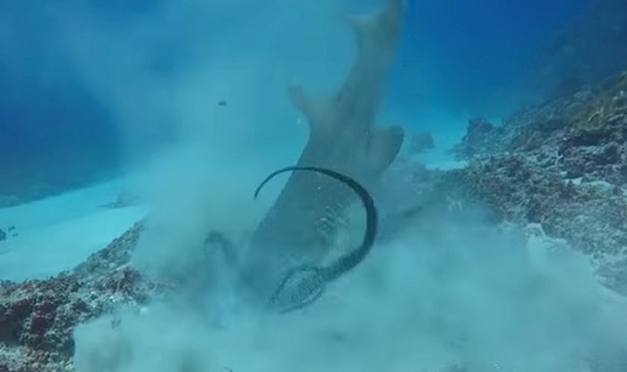 Ronioci su snimili morskog psa kako proždire hobotnicu u jednom komadu