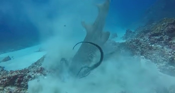 Ronioci su snimili morskog psa kako proždire hobotnicu u jednom komadu