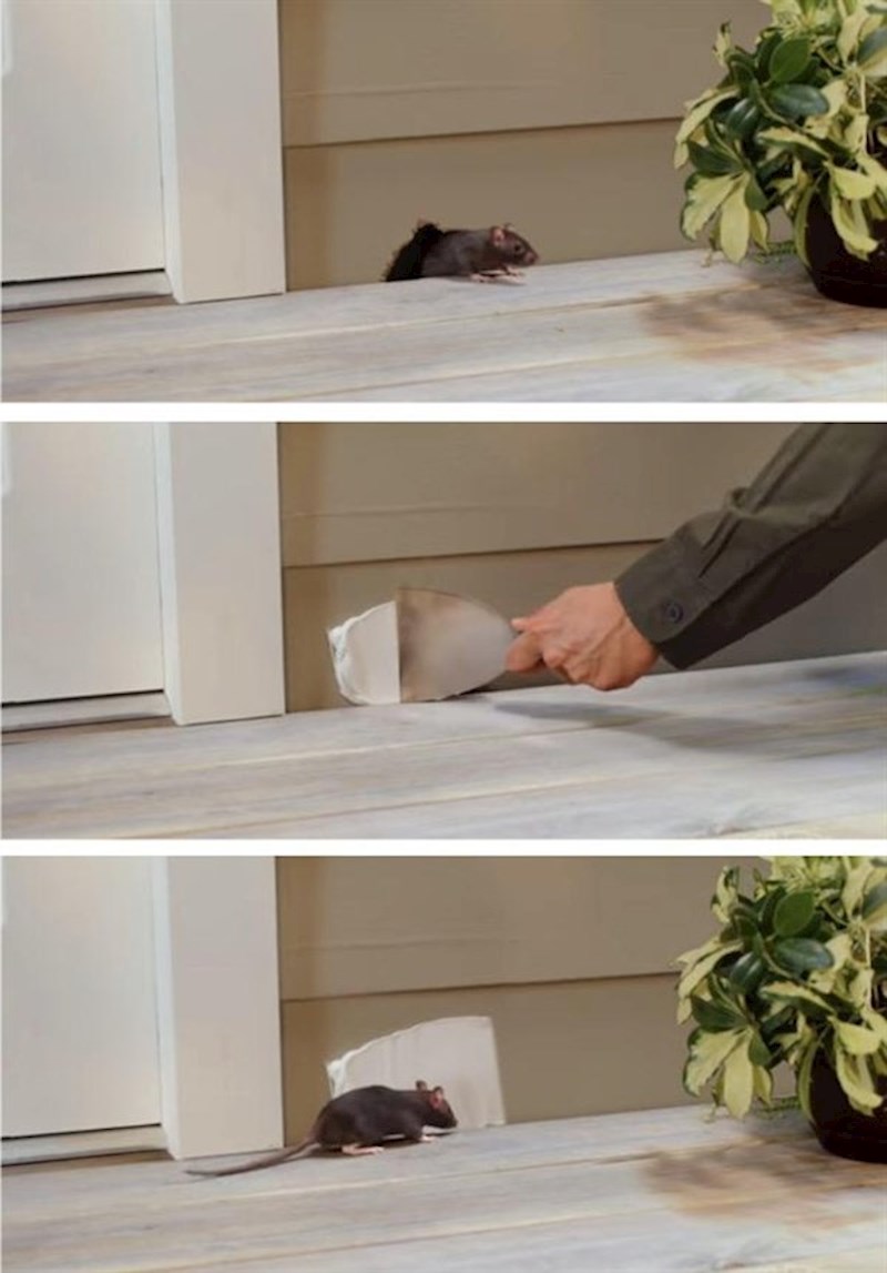 Kako pokvariti dan miševima i štakorima