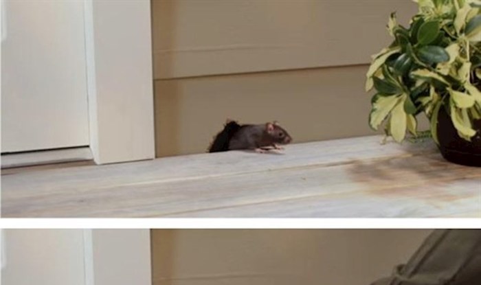 Kako pokvariti dan miševima i štakorima