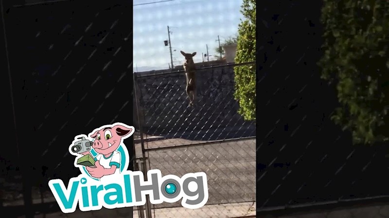 Mali pas protiv velike ograde