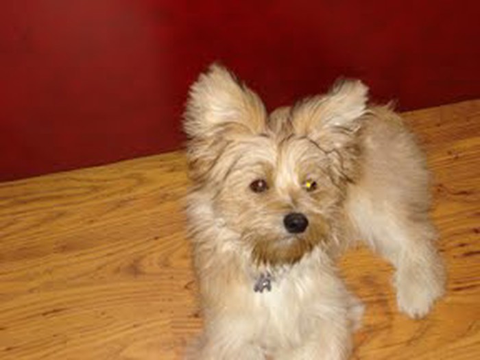 Cesar 2.JPG