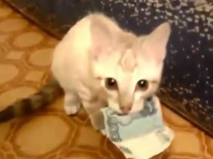 Ne dam, pare! To je za moj whiskas!