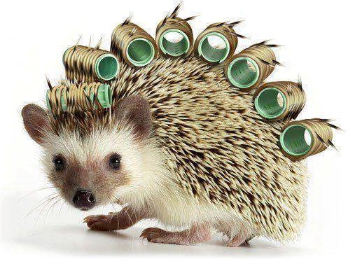 Moram dotjerati frizuru, danas imam spoj s Ježurka Ježićem