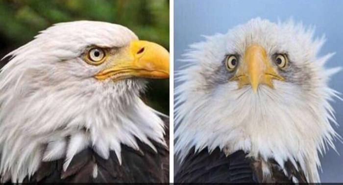 Znate zašto veličanstvenog američkog orla uvijek slikaju iz profila?