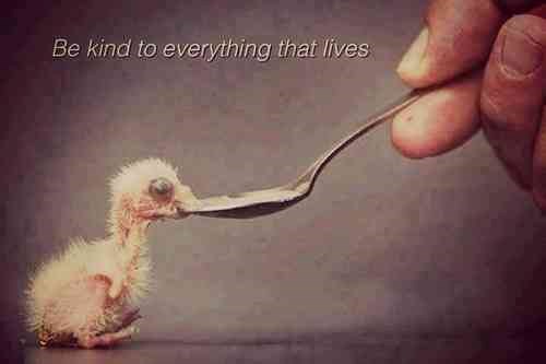 Budi dobar prema svemu što živi