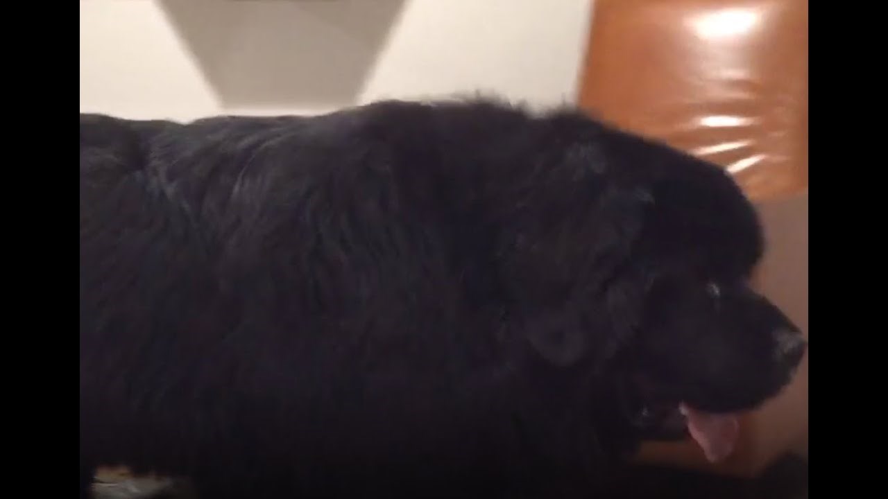 Divovski Newfoundland pas bio je uvjeren da je još uvijek malo štene i da se može penjati na vlasnicu