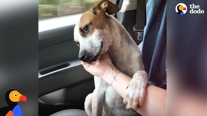 Žena je počela plakati u autu kad je vidjela reakciju psa kojeg je spasila