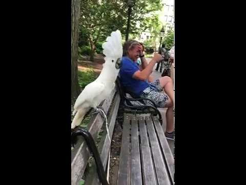 Netko je s kakaduom došao u park, psi su bili jako zbunjeni kad su vidjeli ovo