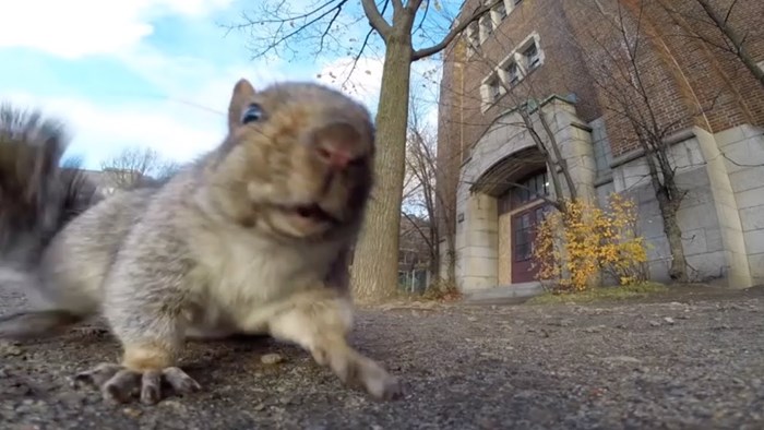 Muškarac je ostavio mini kameru na zemlju kako bi snimio vjevericu, a onda se dogodilo nešto neočekivano