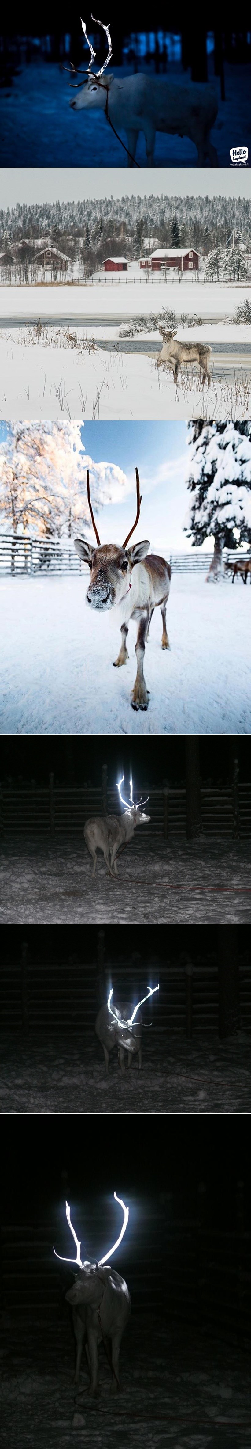 Ljudi u Finskoj špricaju rogove sobova fluorescentnom bojom, a za to postoji jako dobar razlog