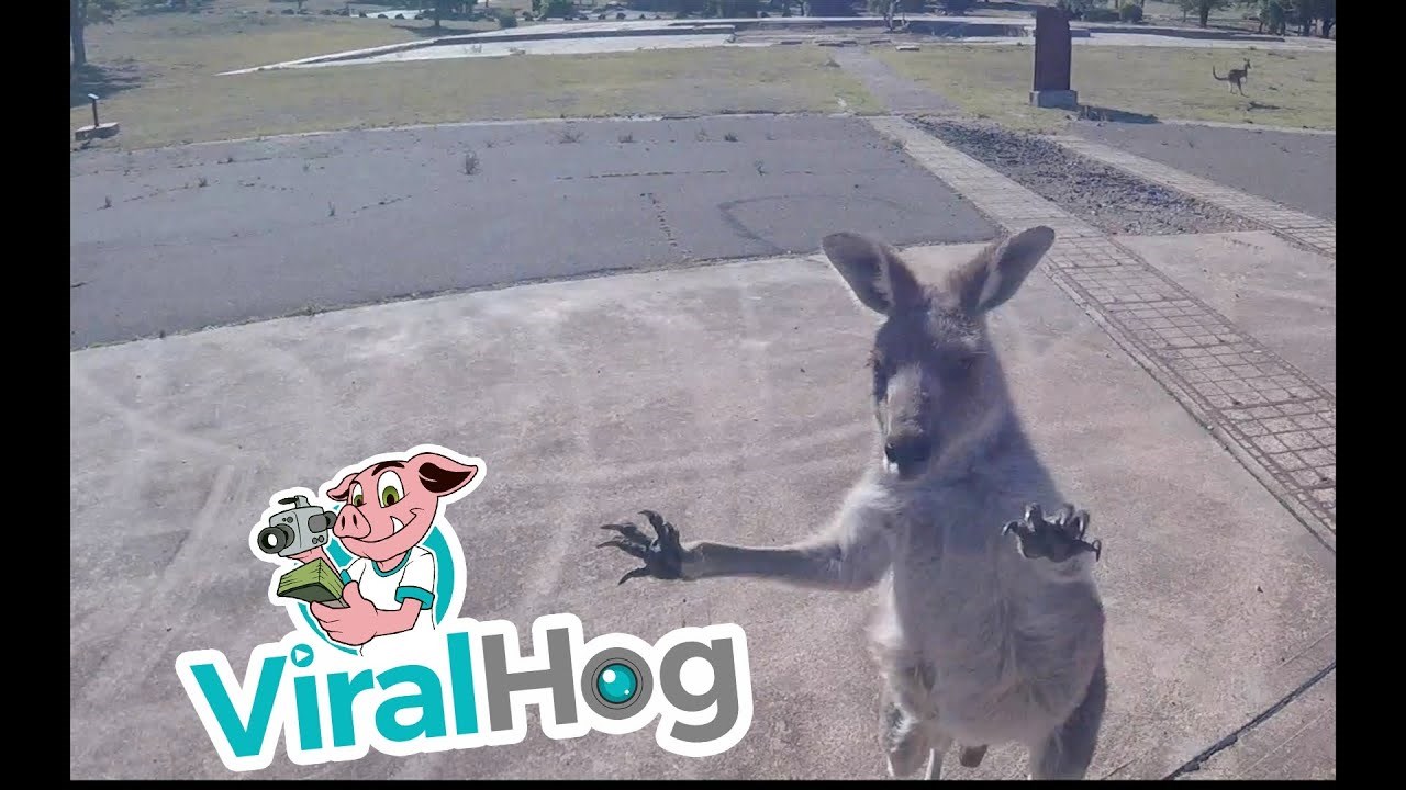 Paraglajder se polako spustio na tlo, a onda ga je dolje dočekalo neugodno iznenađenje