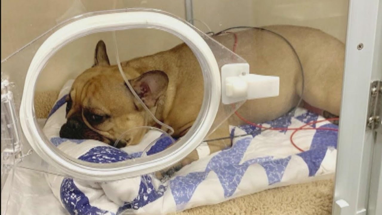 Pas je na čudesan način preživio pad s krova šesterokatne zgrade, evo što ga je sasvim slučajno spasilo