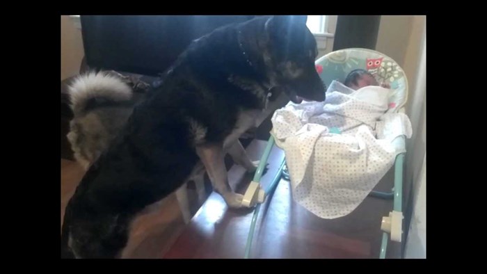Njemački ovčar je čuvao bebu, vlasnik je snimio njegovu reakciju kad se u sobi pojavio drugi pas