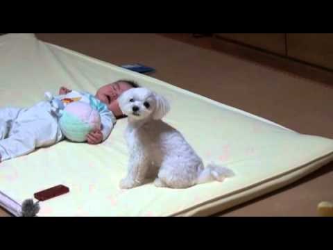 Mama je snimila što se dogodilo kad je beba počela plakati, pogledajte kako je pas reagirao