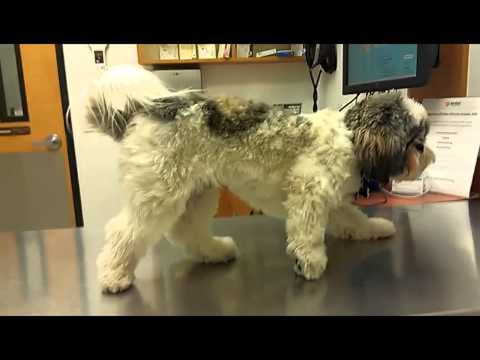 Vlasnik je sa psom posjetio veterinara, a onda je snimio nešto zbog čega je njegov ljubimac postao viralni hit