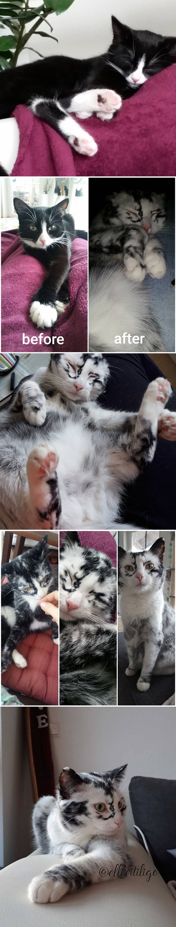 Ova mačka ima rijetki poremećaj, s njenom dlakom se događa nešto čudesno